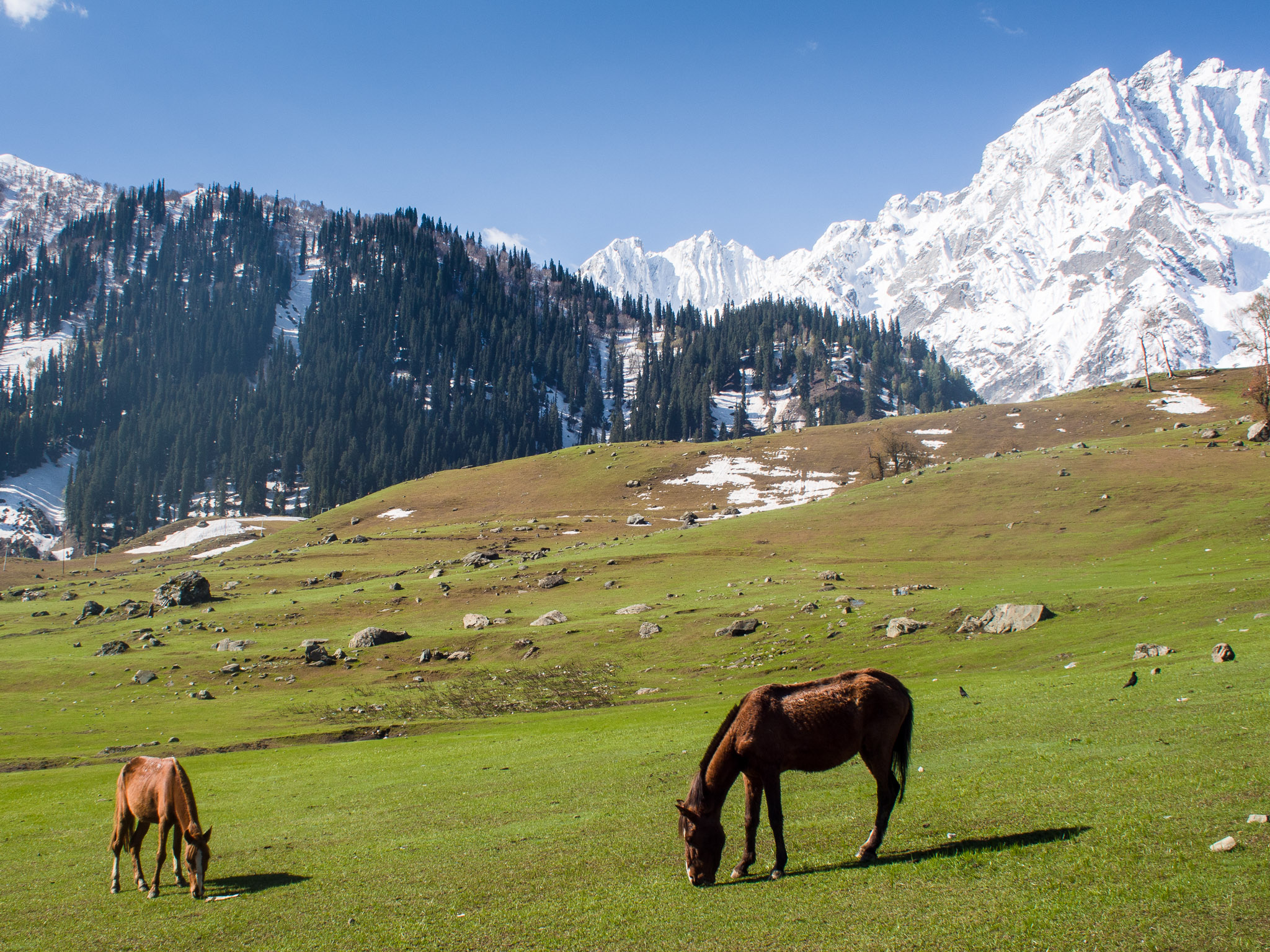 Sonamarg Meadow of Gold 14592437483